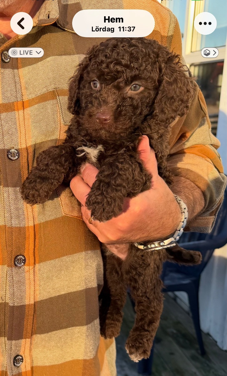 Spanish Water Dog (Perro de Agua Espanol)