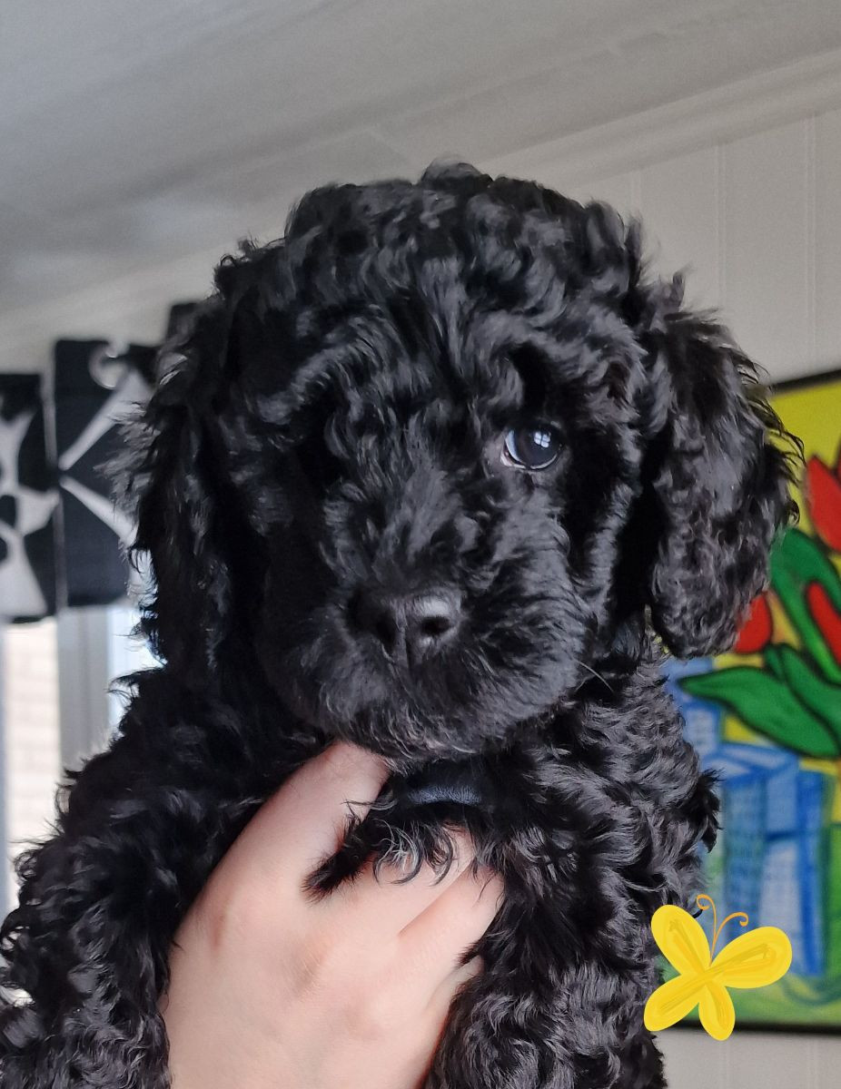 Kennel Bellamigo