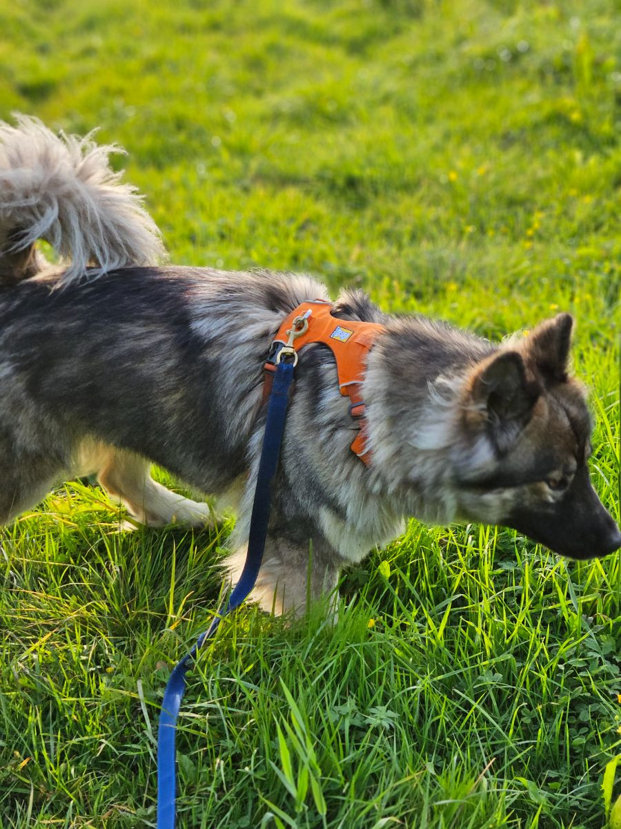 Alaskan Malamute, Schäfer, Siberian Husky · 2022-05-19 · Bjurholm · Mikaela P.