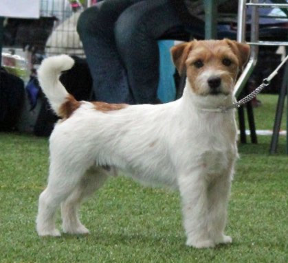 Jack russell terrier