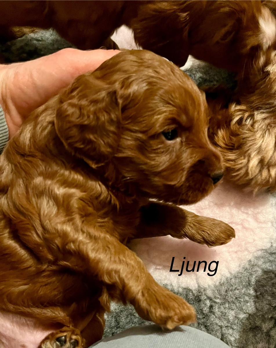 Australian Labradoodle · 2025-11-04 · Lerberget · Kajsa B.