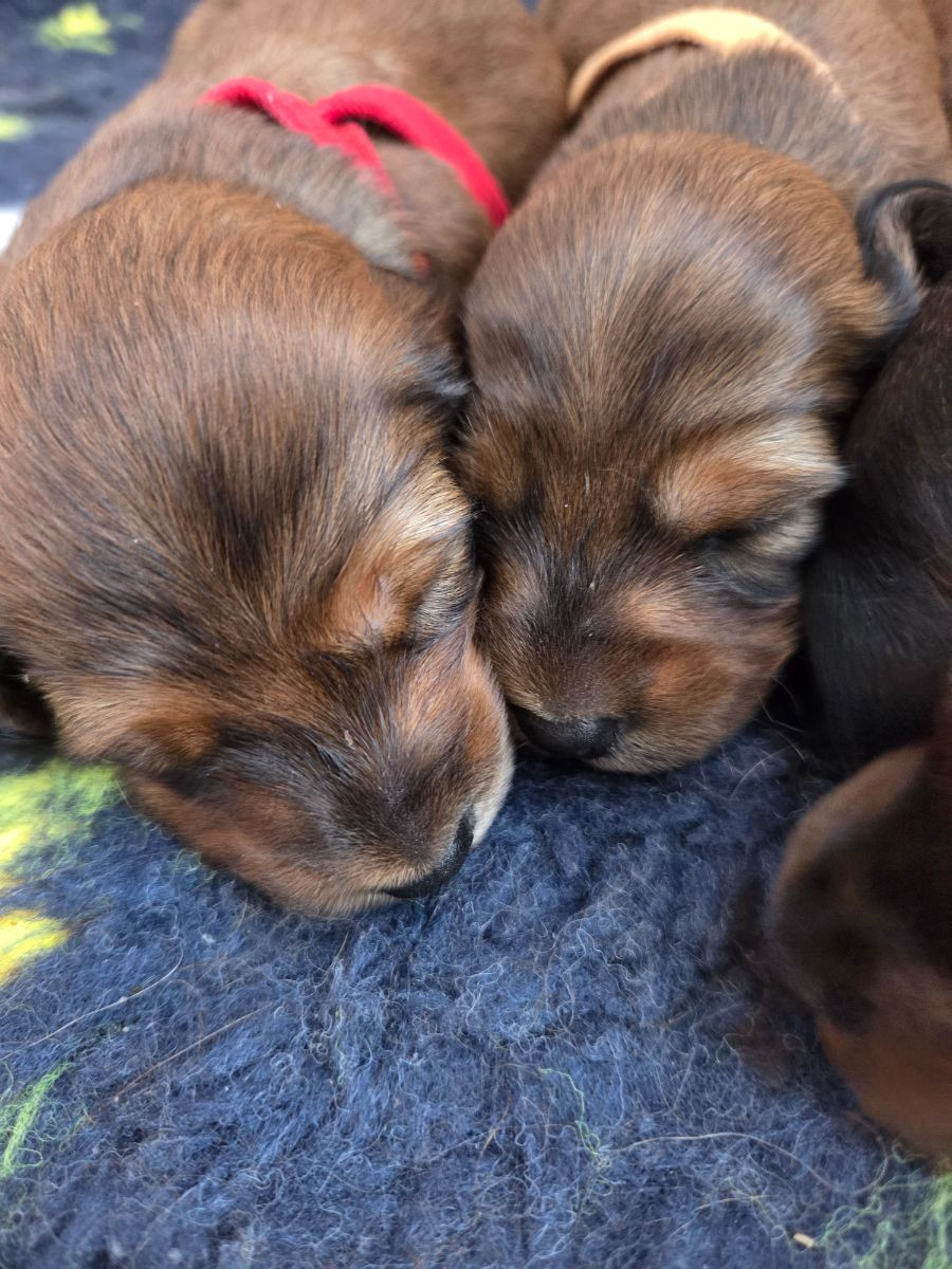 Fyrstjärnans