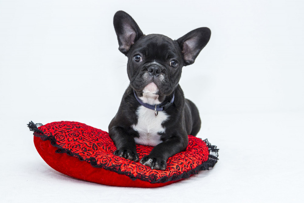 These Are the Accessories Your Dog Needs