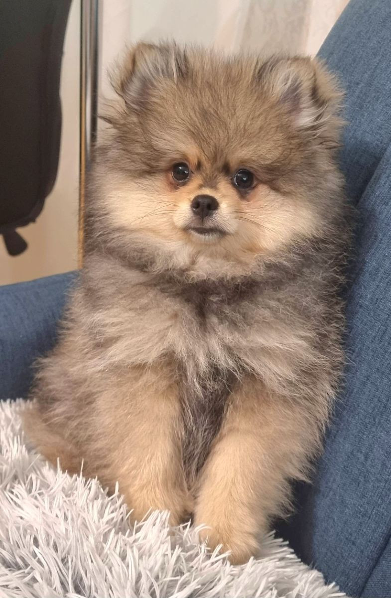 Fluffy Soul's