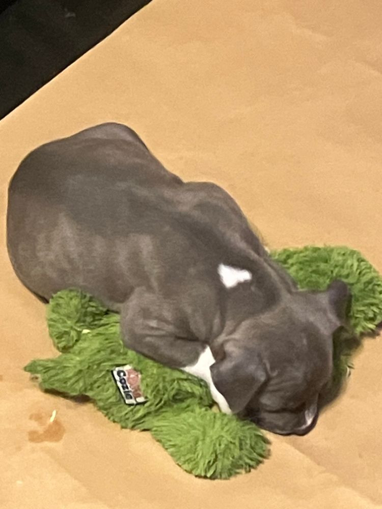 American Staffordshire Terrier