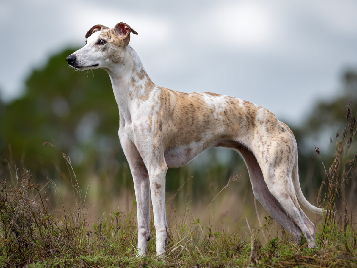Whippet