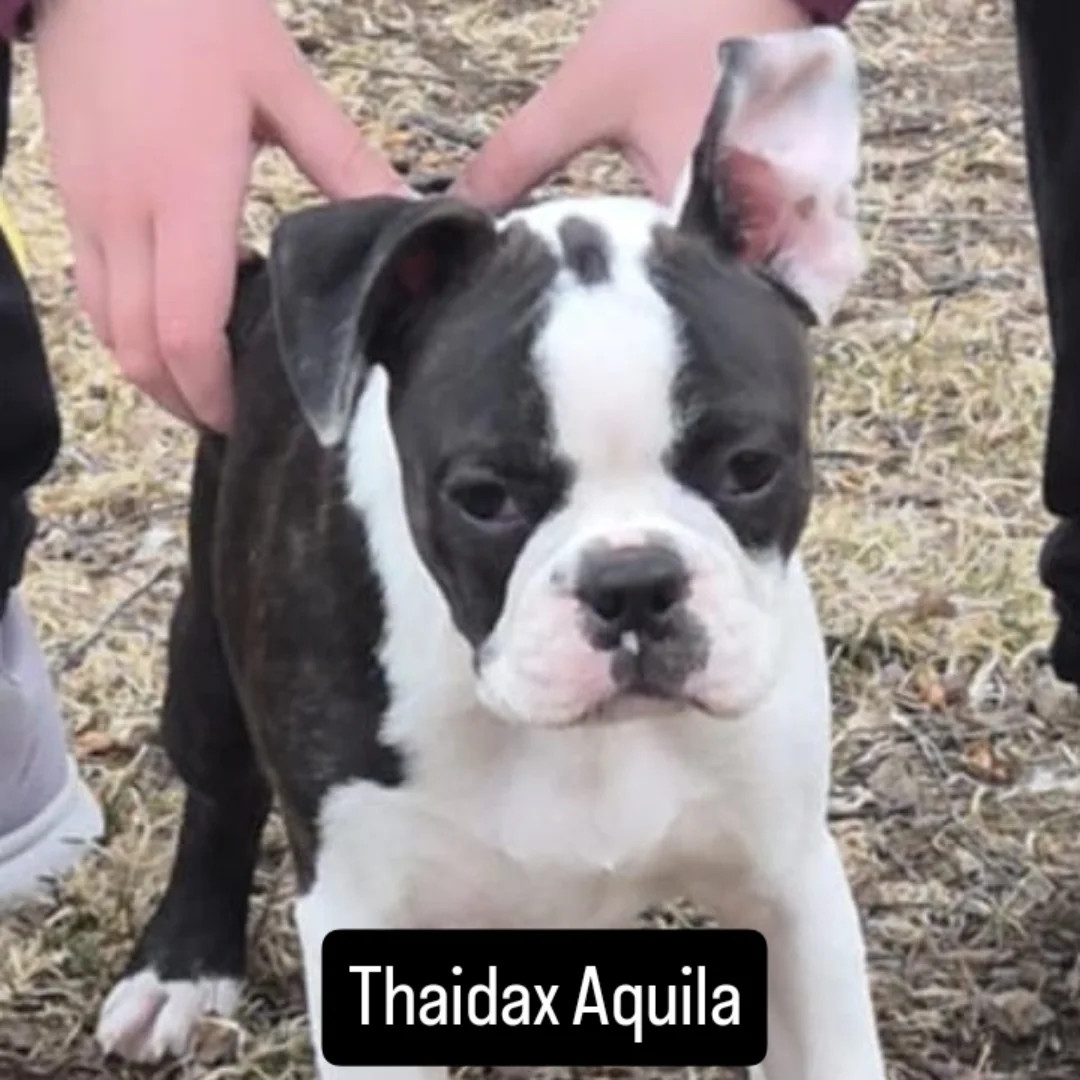 Thaidax