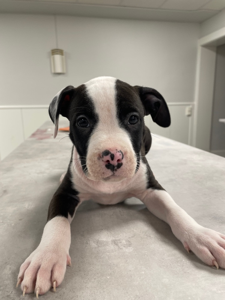 Patrick Nielsen Amstaff