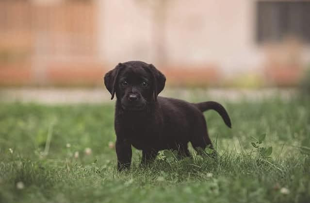 Labrador Retriever · 2025-11-24 · Storvreta · Hungry -Heart´s