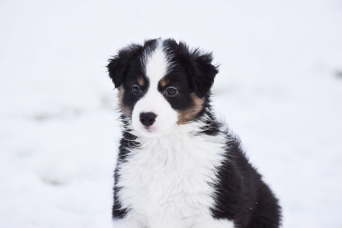 Miniature American Shepherd