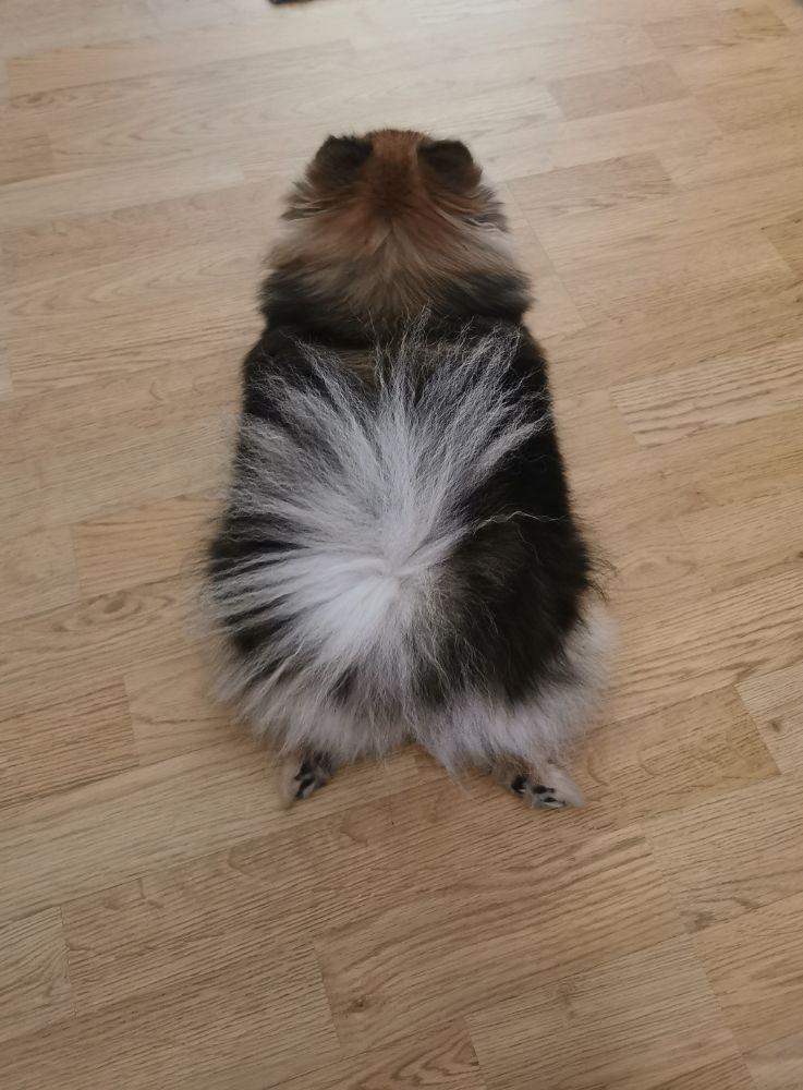Fluffy Soul's