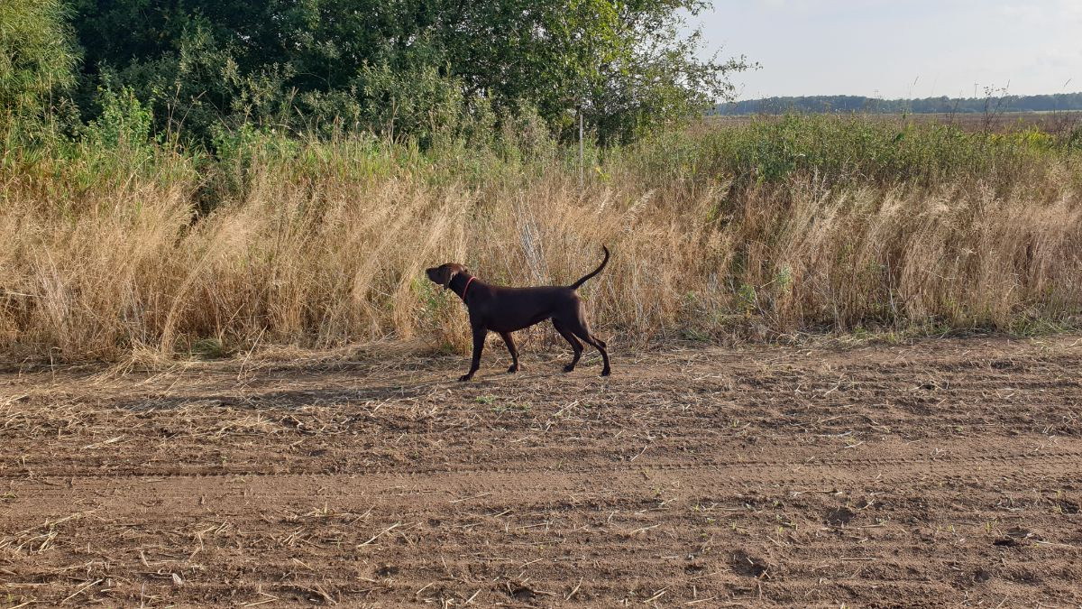 Stenbiten