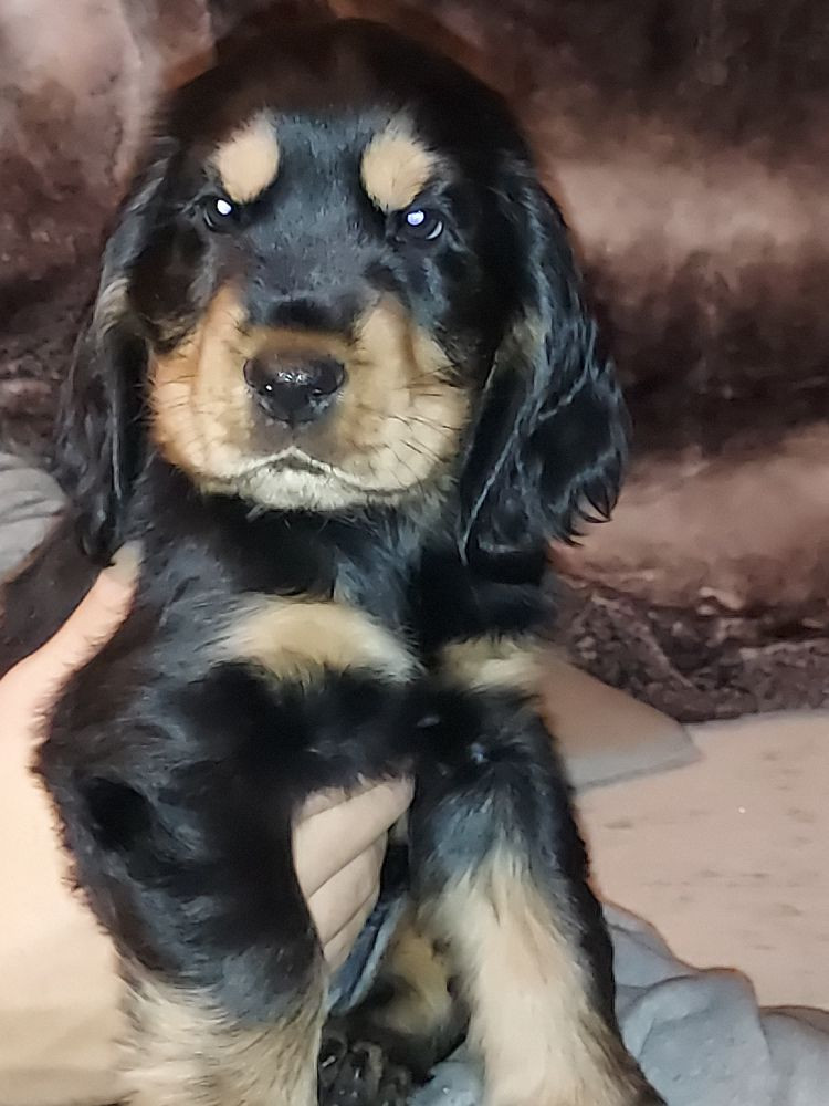 Valentinas Glam Dogs