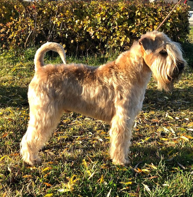 Irish Soft Coated Wheaten Terrier
