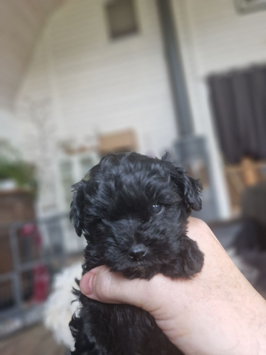 Maltipoo · 2025-10-19 · Hishult · Lars H.