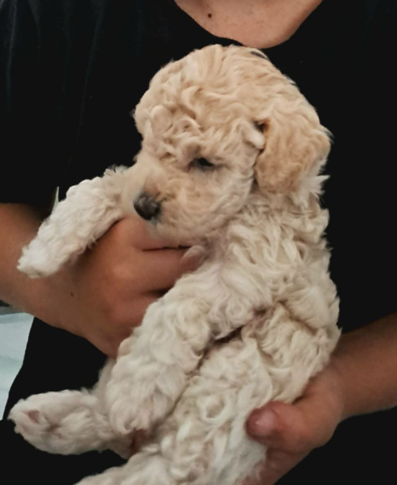 Maltipoo