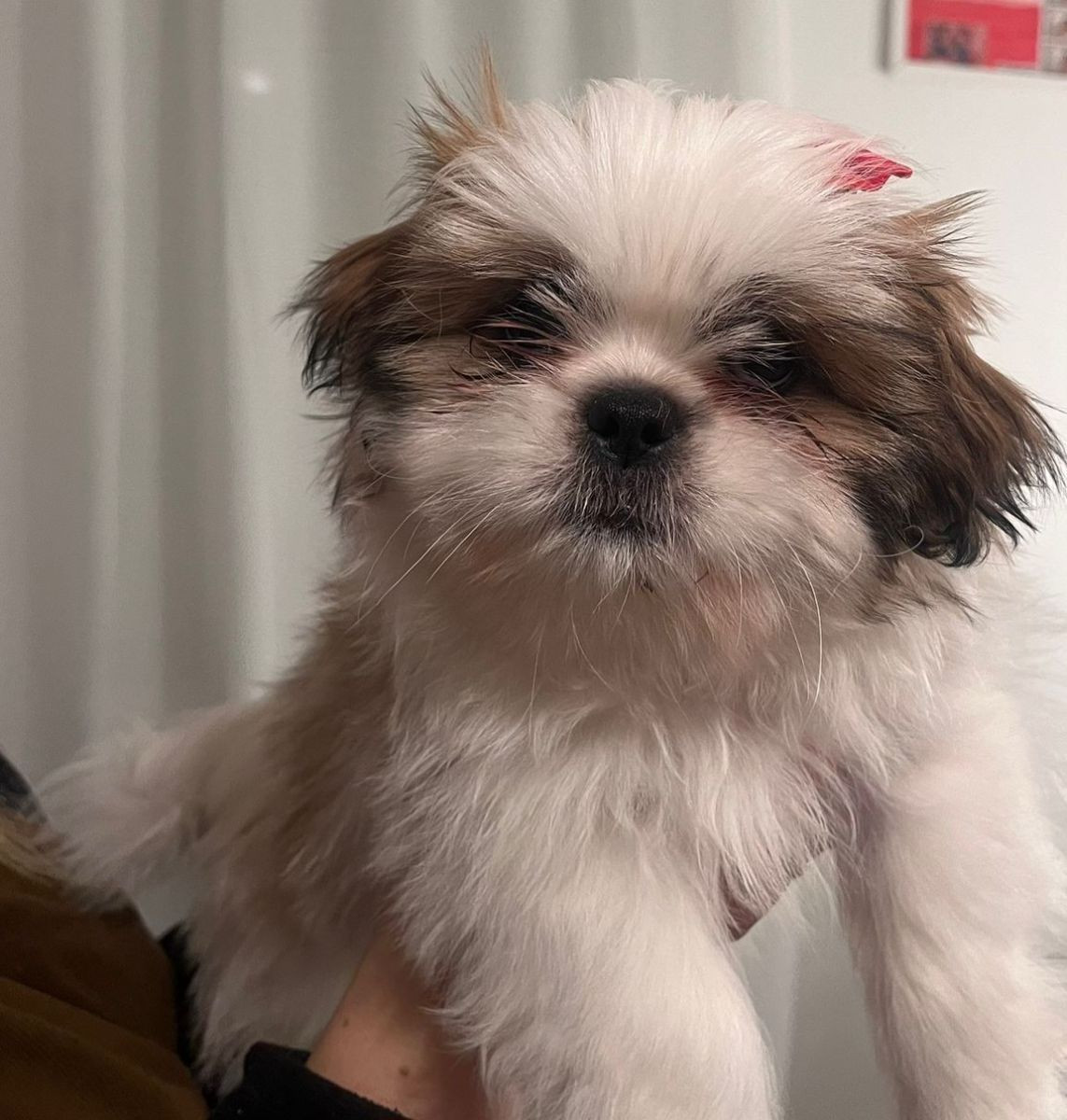 Shih Tzu