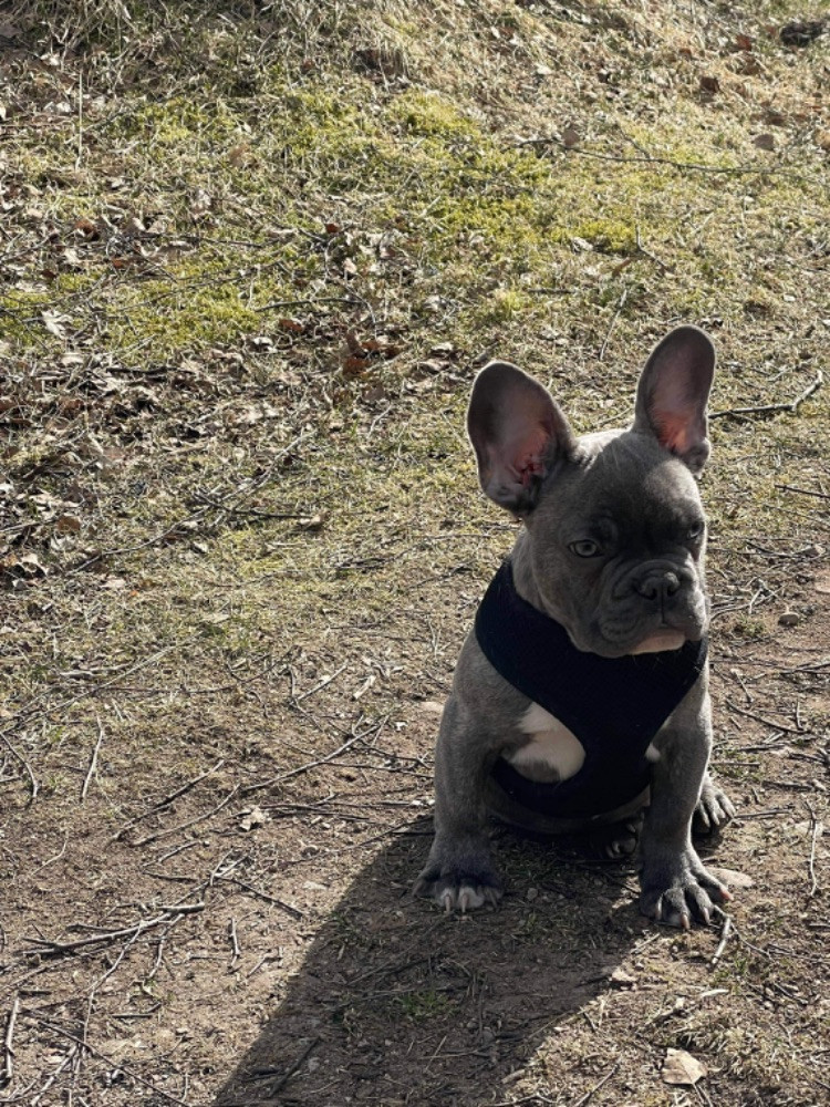 French Bulldog