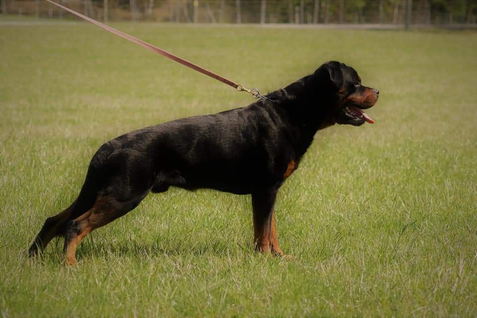 Sanktrottiz