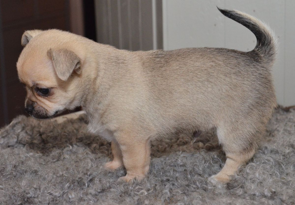 Chihuahua