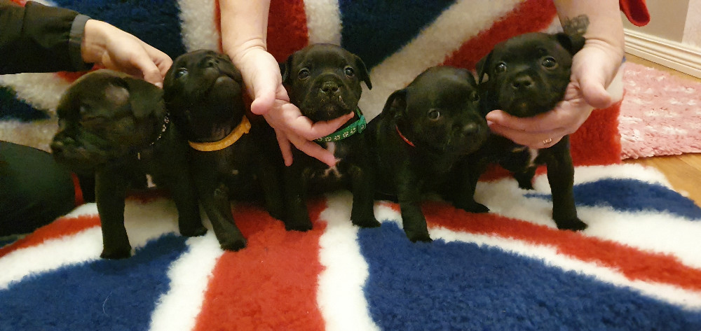 Staffordshire Bull Terrier