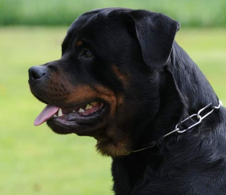 Rottweiler