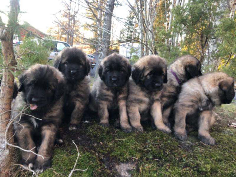 Leonberger