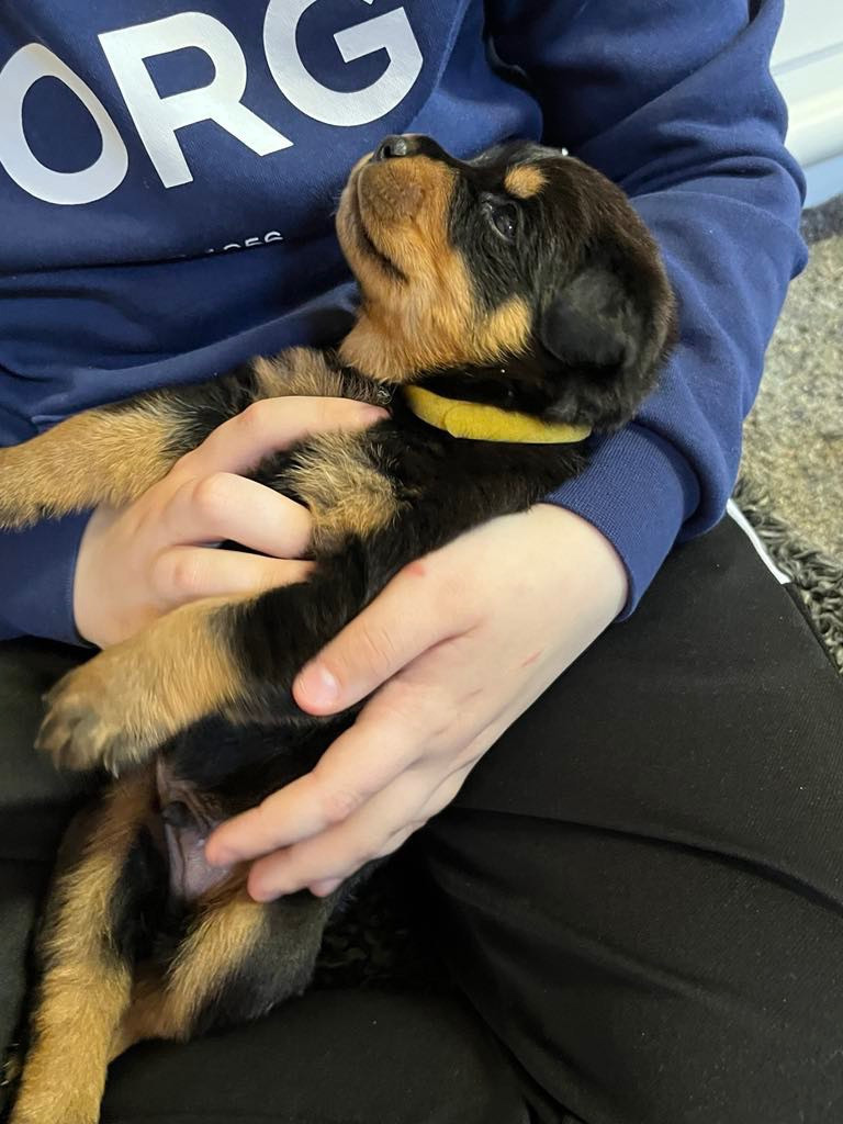 Karsbos Rottweiler
