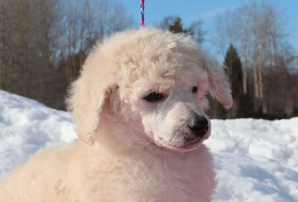 Standard Poodle