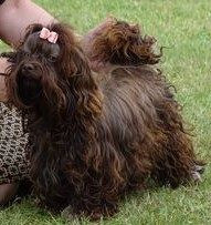 Kennel La Gozzas