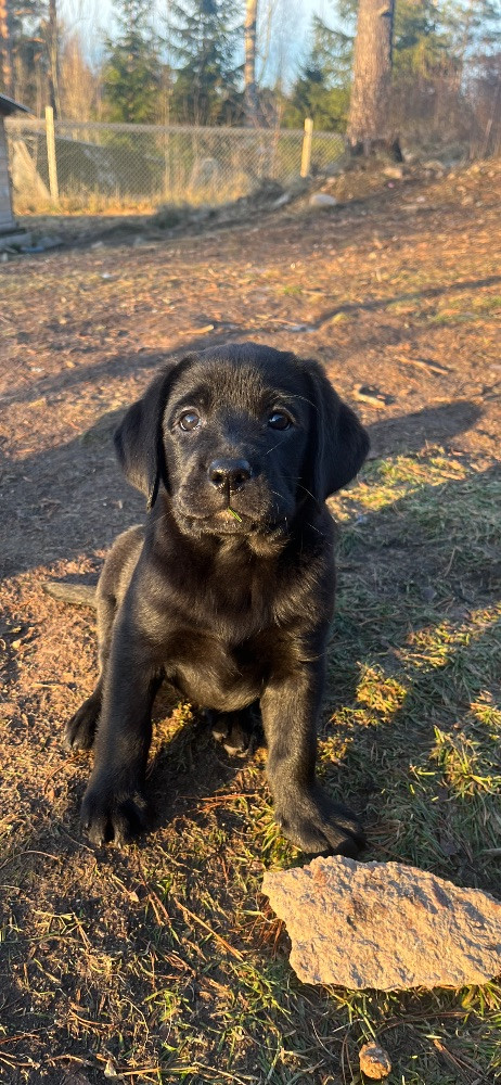 Labrador Retriever