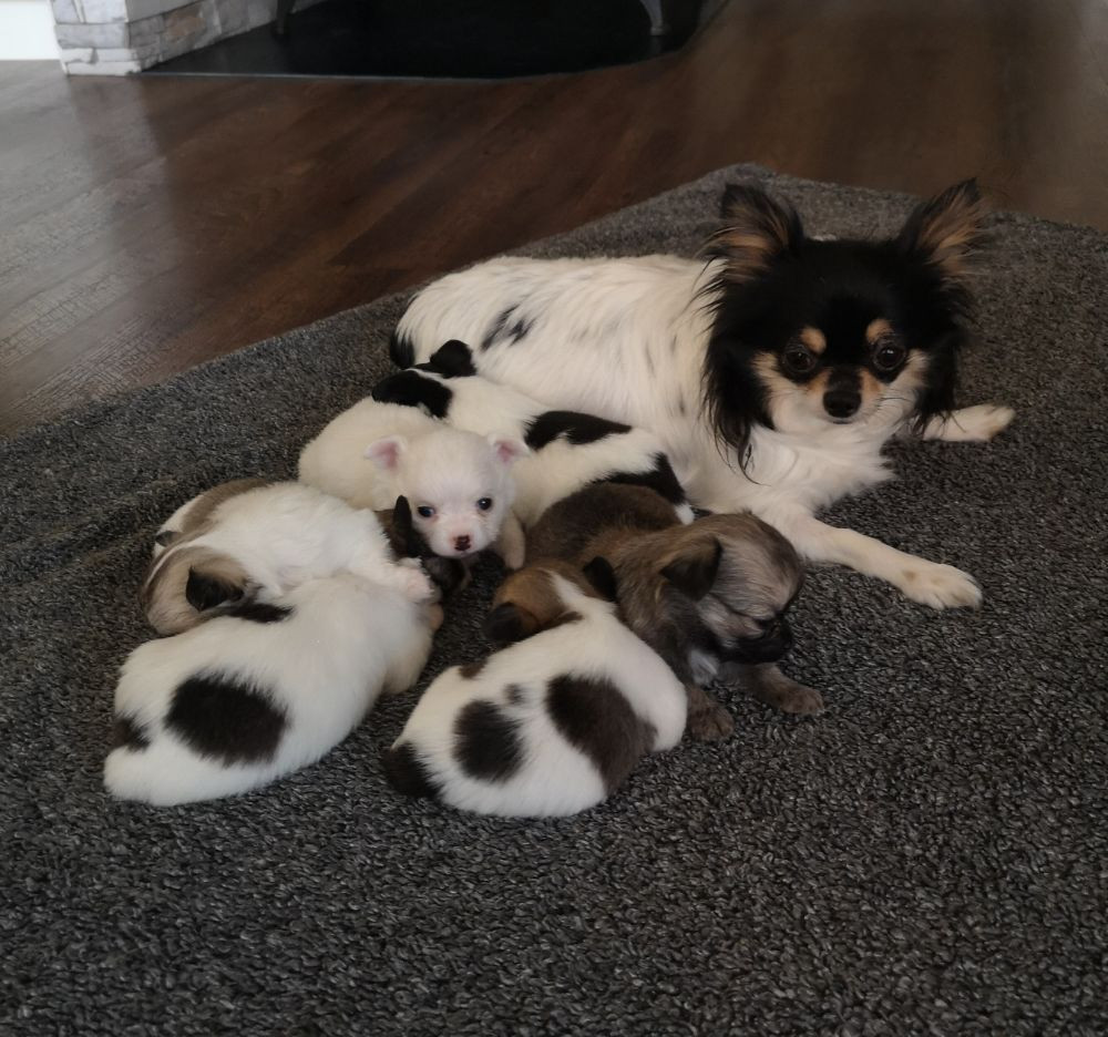 Bohusklippans