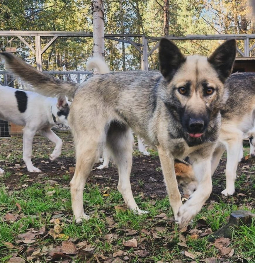 Howling Huskies