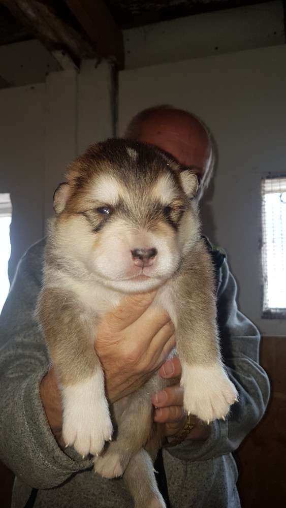 Alaskan Malamute