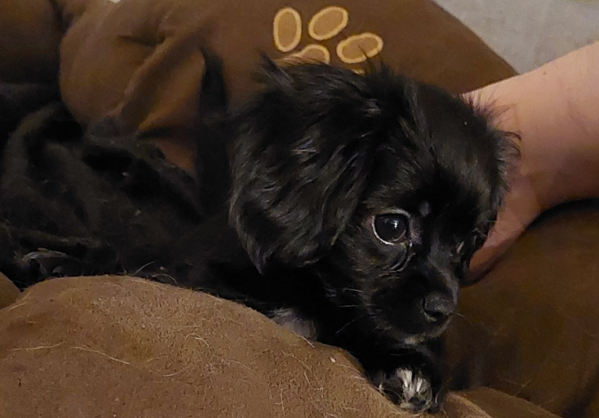 Chilier Cavalier · 2025-09-21 · Skinnskatteberg · Helene L.