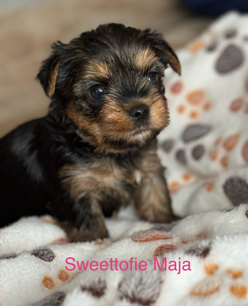 Sweettofie