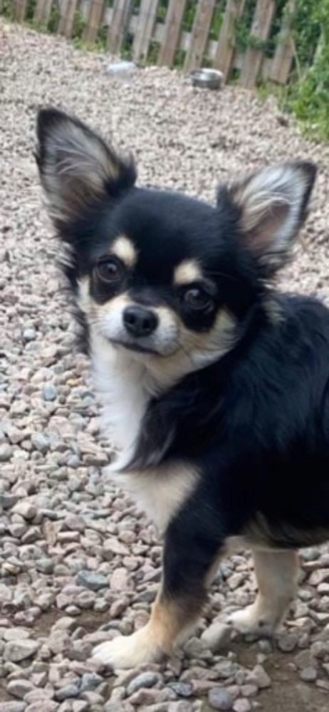 Chihuahua