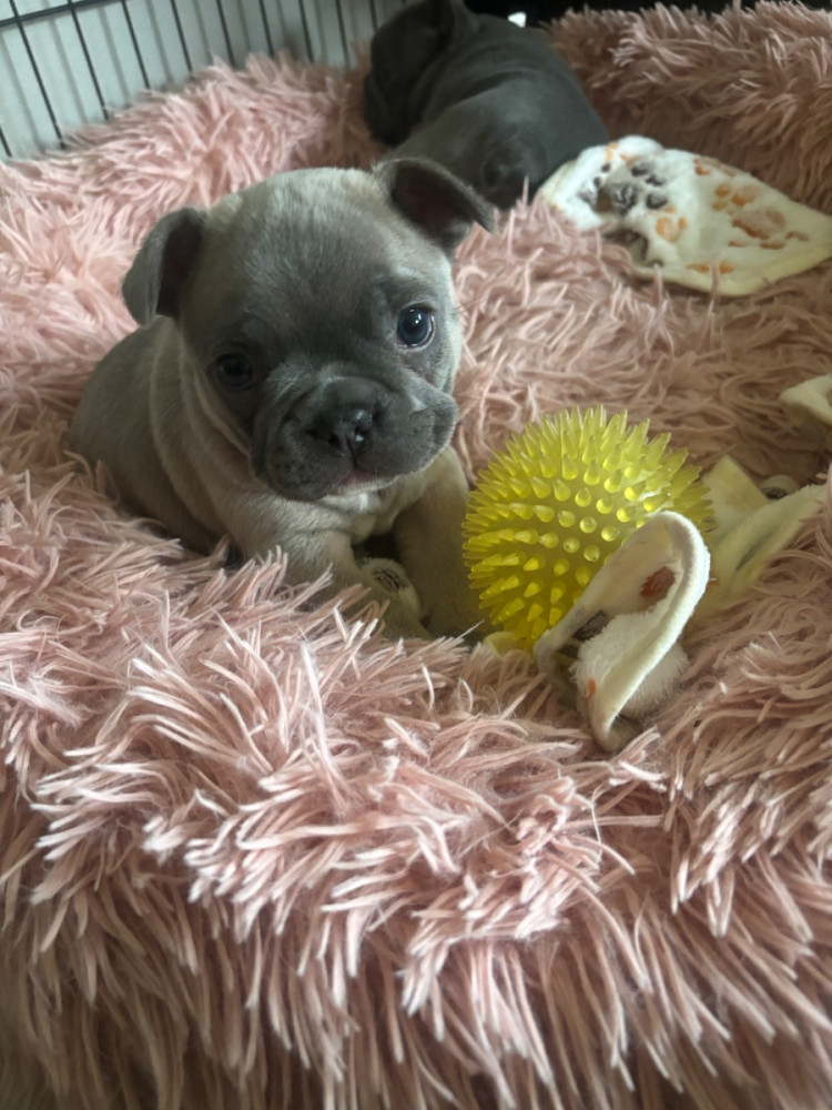French Bulldog