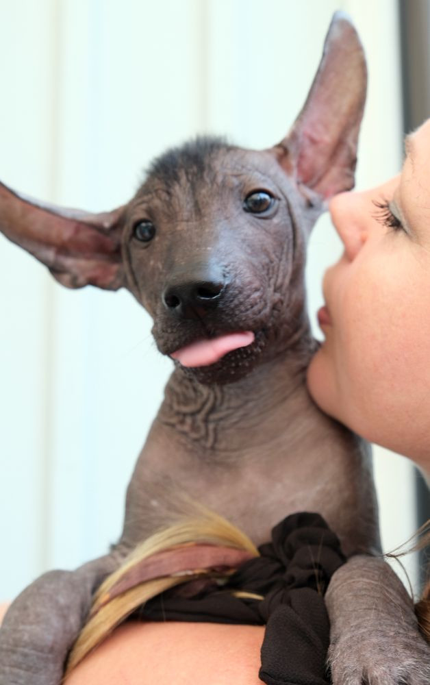 Xoloitzcuintle