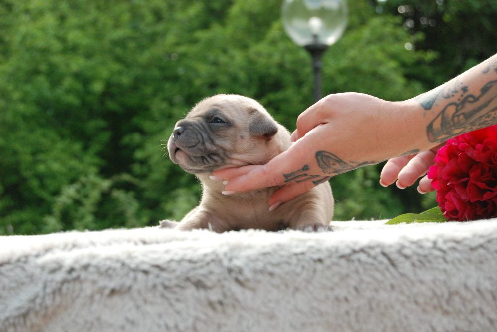 Redhouse Bully