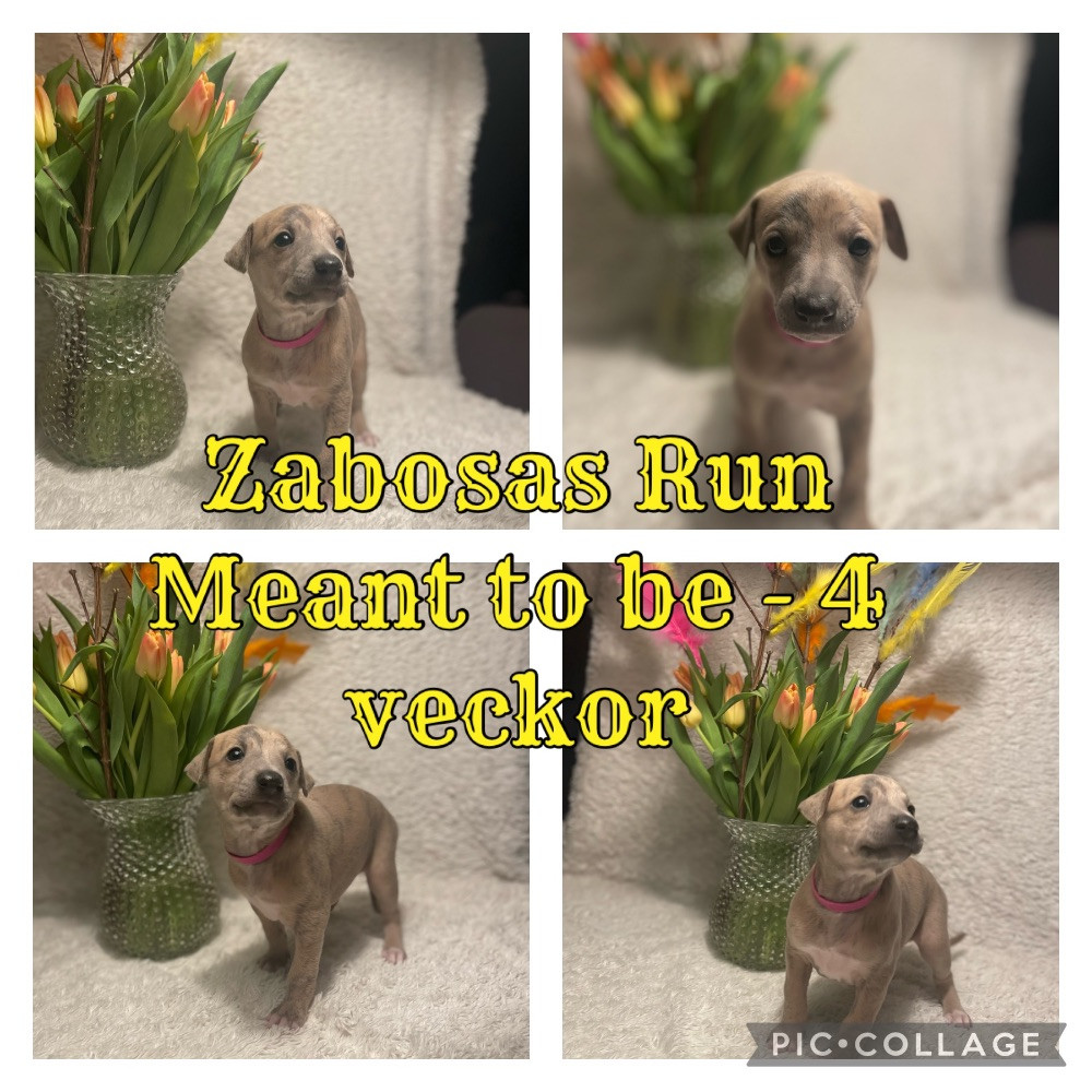 Zabosa’s Run