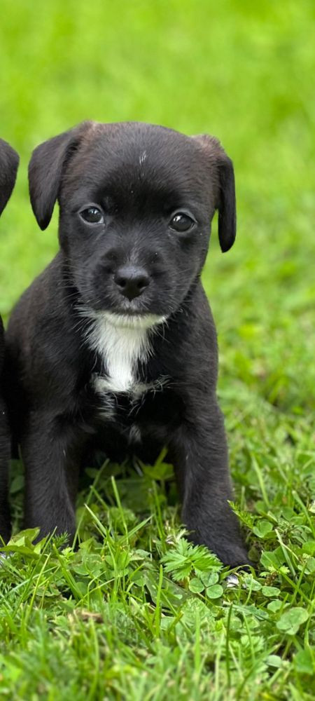 Patterdale/Jack Russel