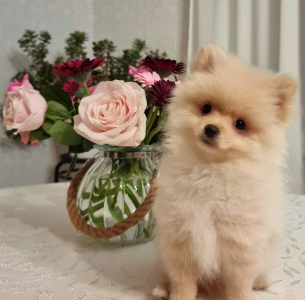 Pomeranian
