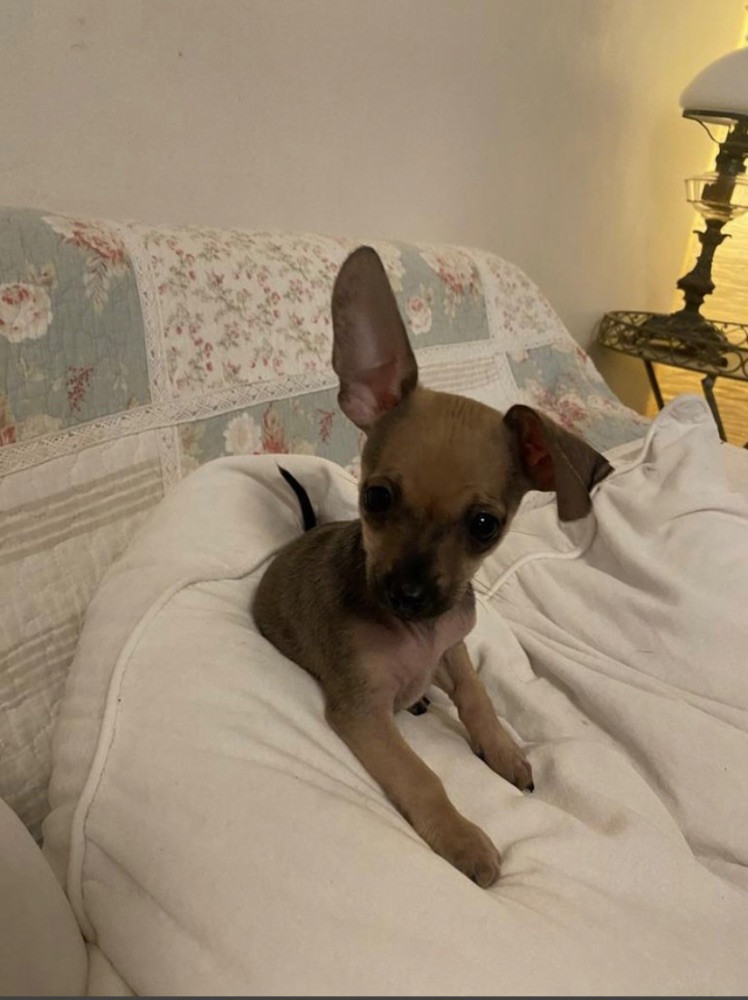 Chiweenie