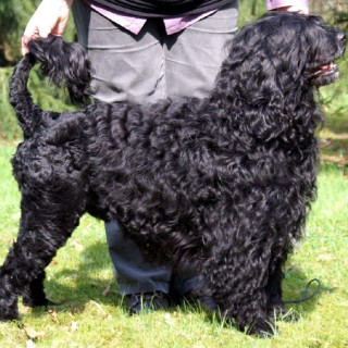 Portugisisk vattenhund