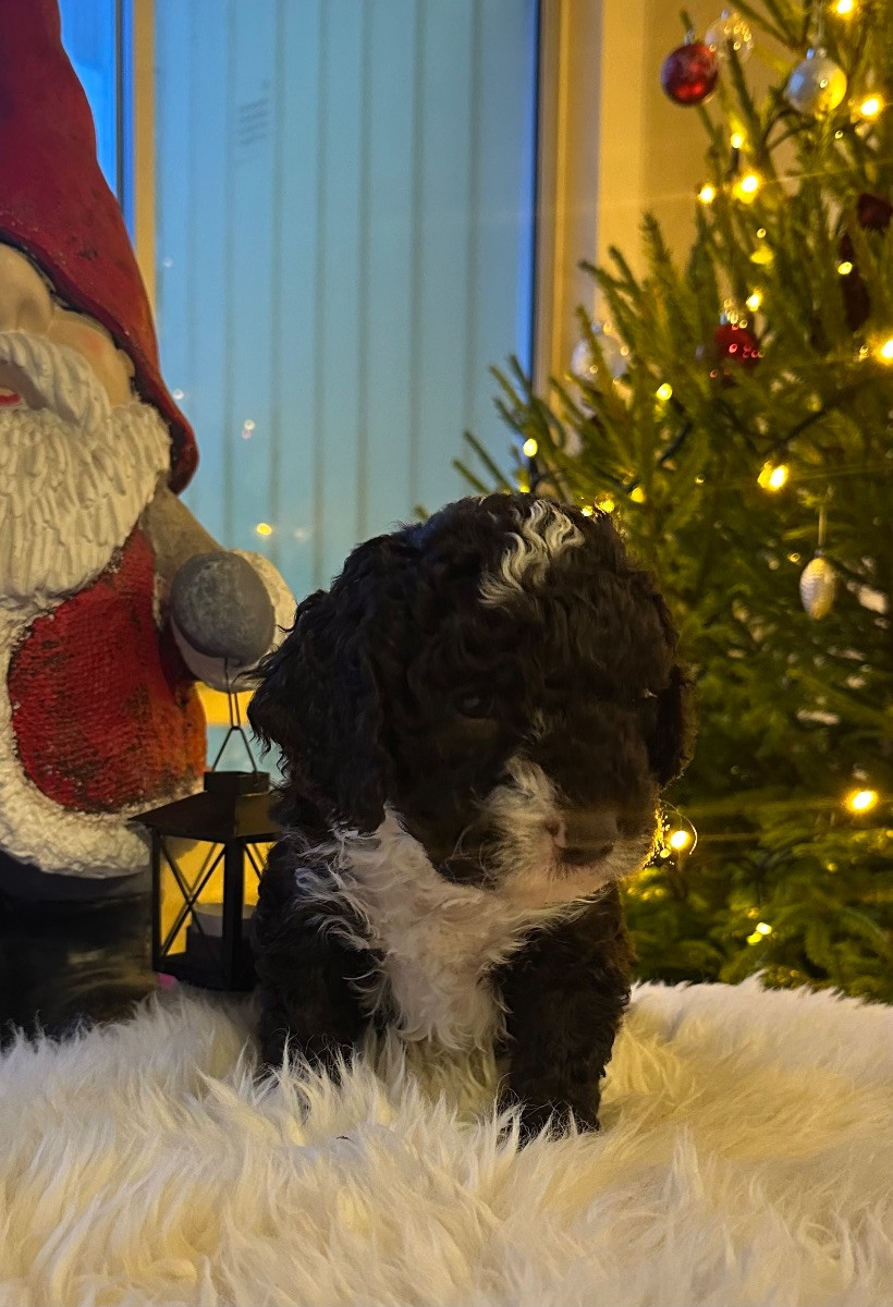 Spanish Water Dog (Perro de Agua Espanol)