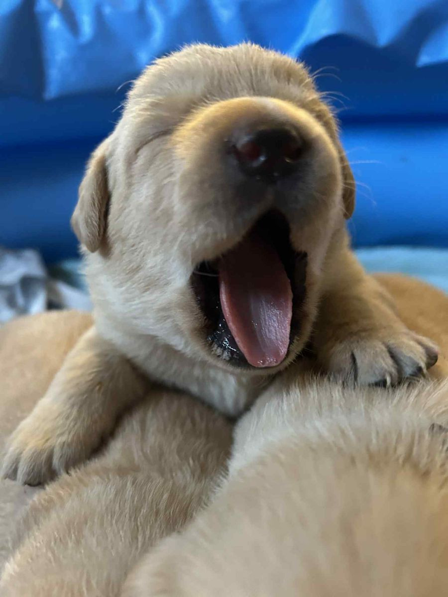 Labrador retriever · 2025-11-29 · ätran · Vagndalas