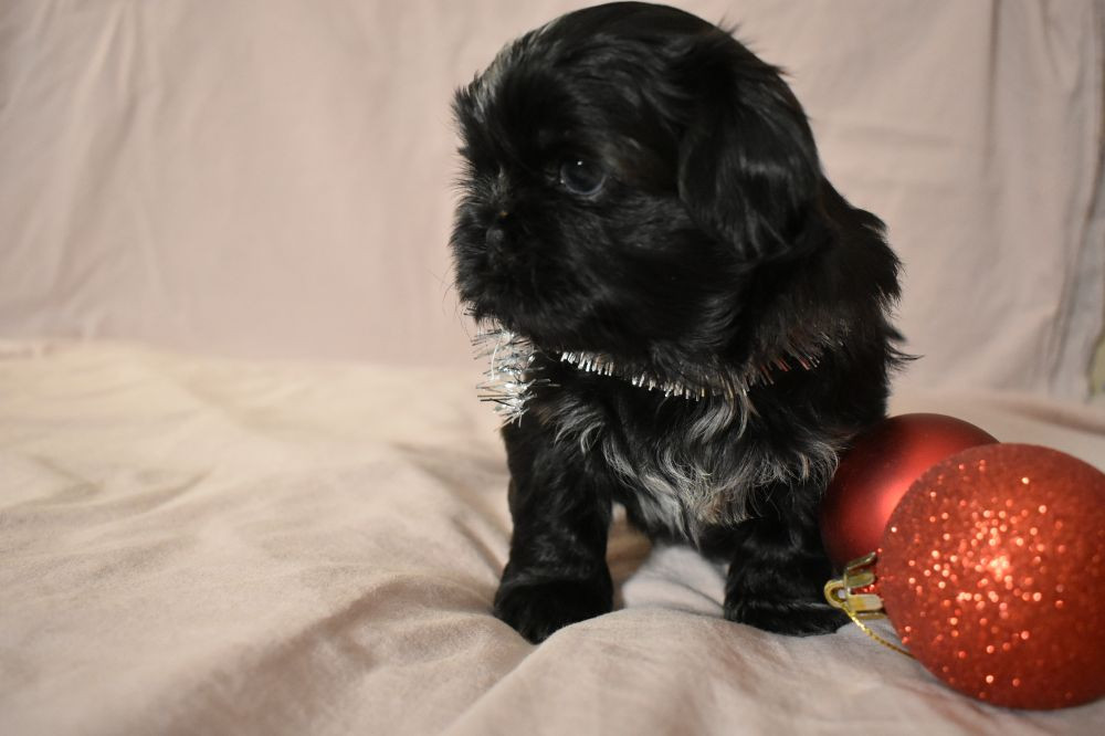 The merry shih-tzu family