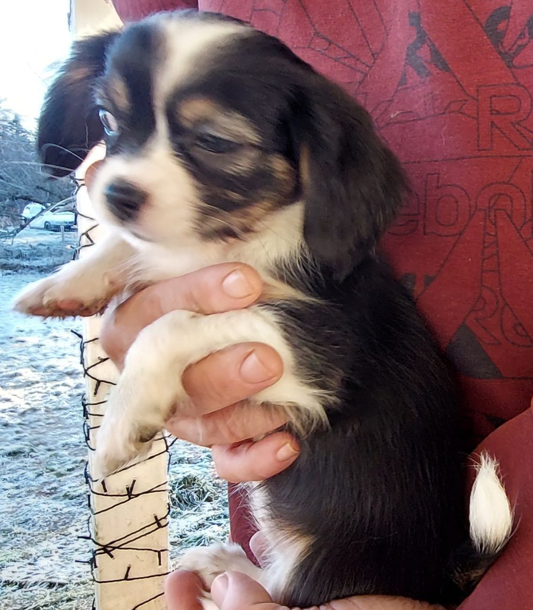 Chilier Cavalier · 2025-09-21 · Skinnskatteberg · Helene L.