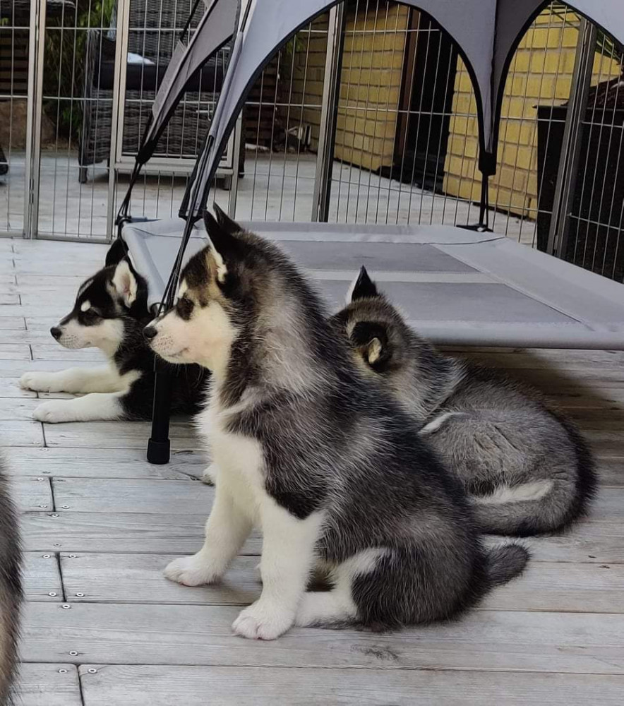 Magical Spirit's kennel